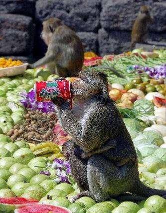 疫情还没结束,泰国猴灾又爆发,猴子占地为王,疯狂抢夺人类食物