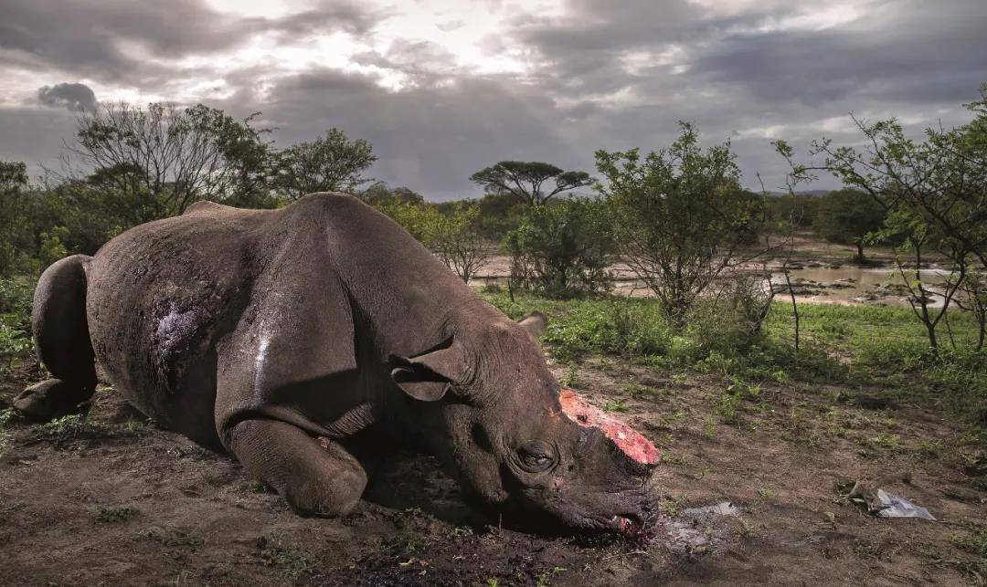 不过随着家猪的驯化,人们对犀牛肉的需求减少,但捕获一头犀牛的意义更