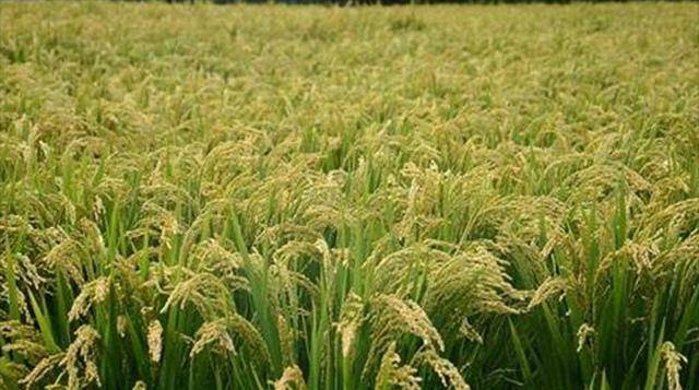 "南食稻,北吃麦"-南北"吃文化"从古至今都存在_小麦_南方_水稻