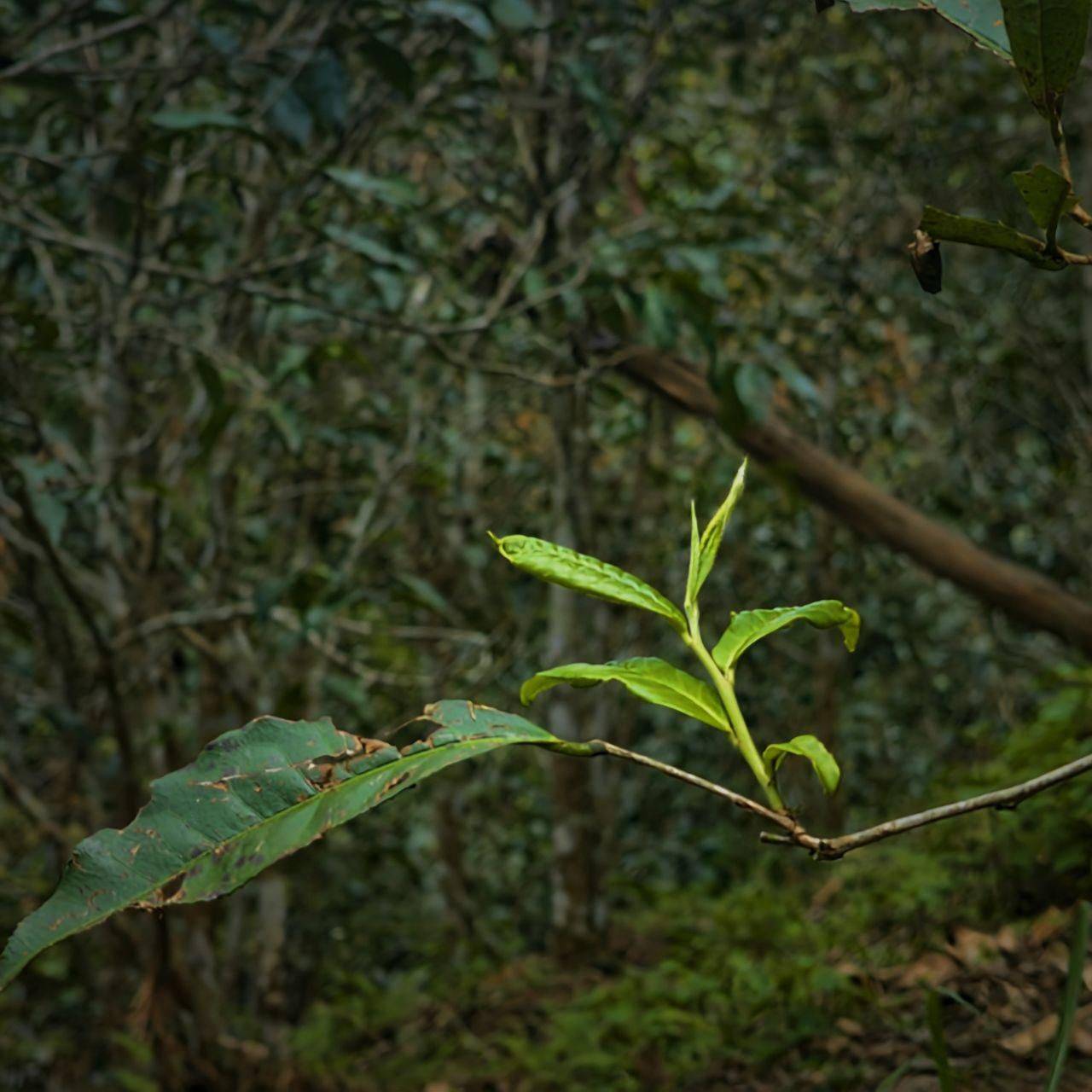 曼松,最让人惋惜的茶!昔日皇家贡茶,如今凤毛麟角_茶树_普洱茶_故事