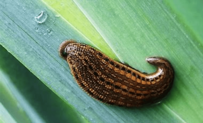 无手抵御水蛭:牛儿的挑战_牛只_侵害_身体