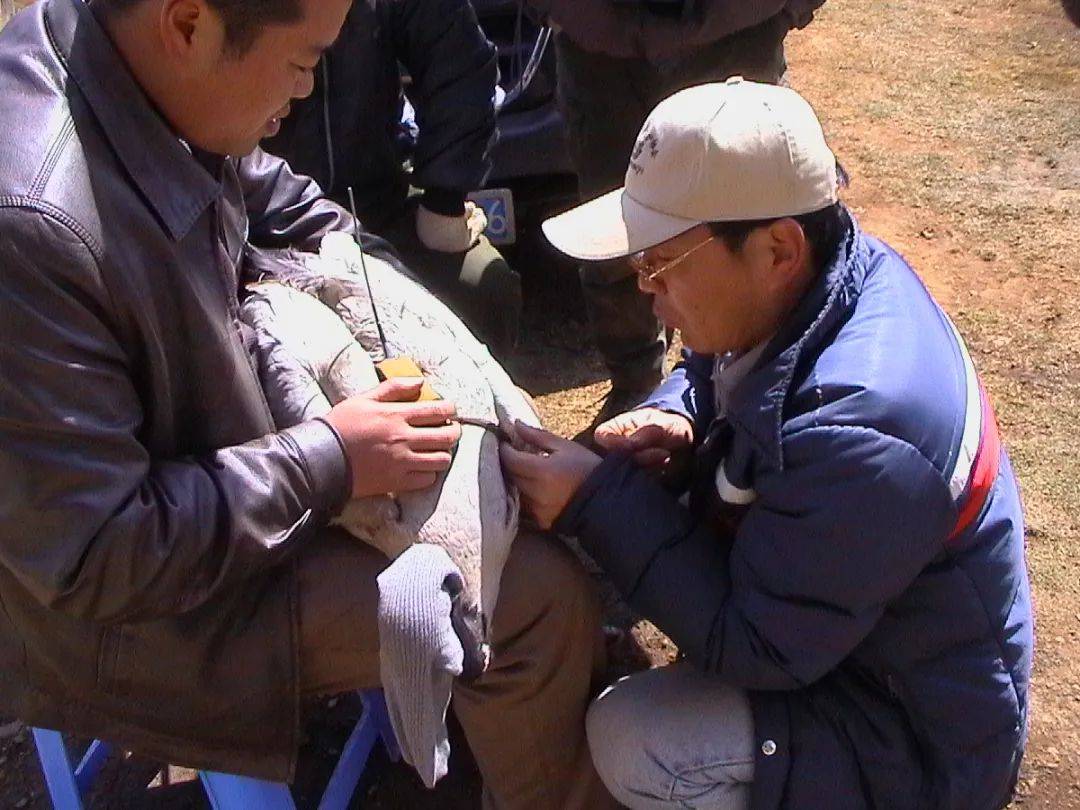 2005年2月杨晓君在昭通大山包对黑颈鹤进行卫星跟踪