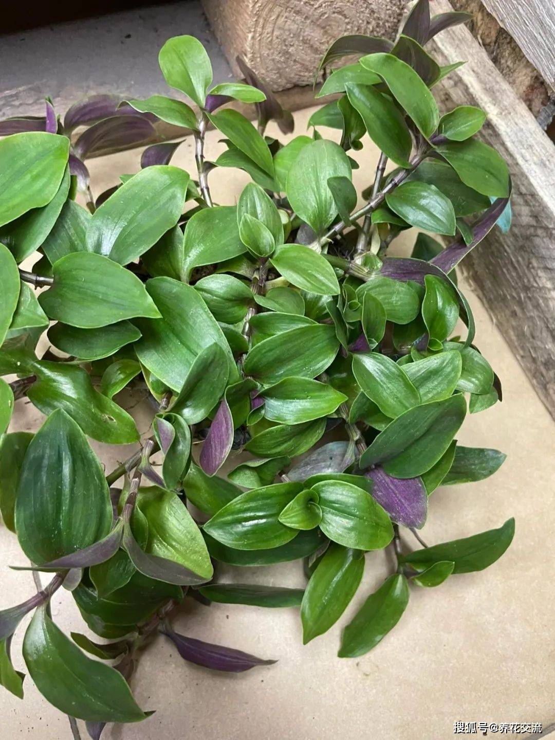 油画婚礼吊兰叶子为啥变绿或枯萎?为啥养一段时间就像丢掉它?