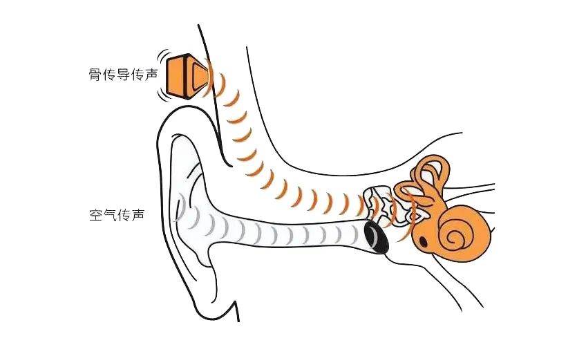 后者之镫骨足板的振动通过前庭窗而传入内耳外淋巴