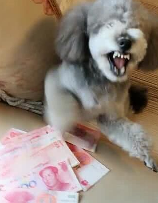 主人给了泰迪一叠钱,狗狗把钱据为己有 主人给了泰迪一叠钱,狗狗把钱据为己有