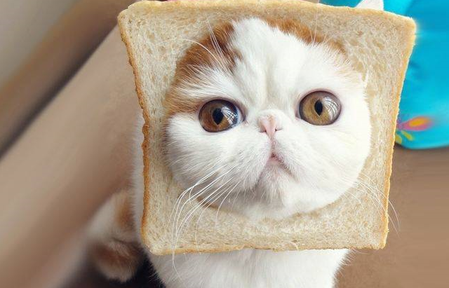 猫咪能傻到什么程度？原来傻猫真不是白叫的，小模样太逗了