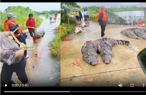 广东茂名70多条鳄鱼出逃,民兵称将击毙?