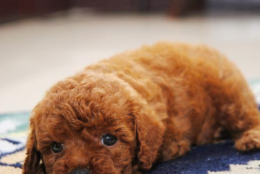 胖乎乎的松狮,这一大坨的样子多次被人误认为是一只公仔_泰迪_我家