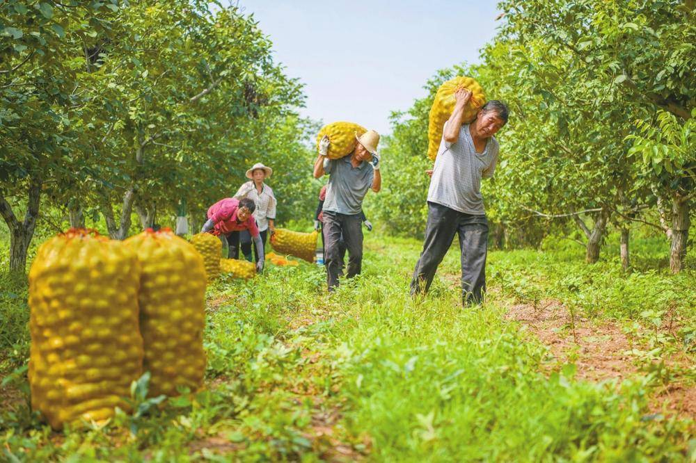 核桃喜获丰收_沙河市_种植_干果