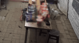 猫咪偷吃火腿肠,然后嫁祸给小猪 猫咪偷吃火腿肠,然后嫁祸给小猪