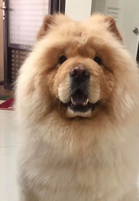 松狮犬太肥遭到嘲笑,洗完澡一秒钟谣言就传开了,结局很尴尬_毛太_样子