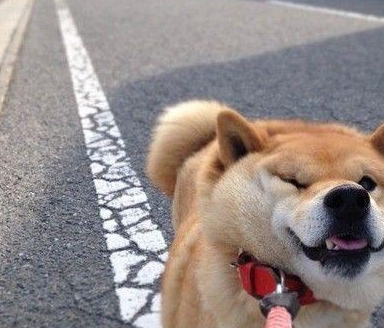 都说柴犬很"治愈",为啥很少人养?因为一般人养不了_柴狗_问题_笑容