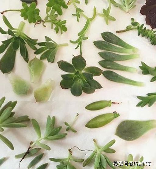 通常的情况下半个月左右的时间我们扦插的多肉叶片就能生根了