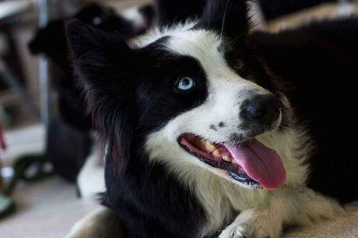 主人_top_金毛犬