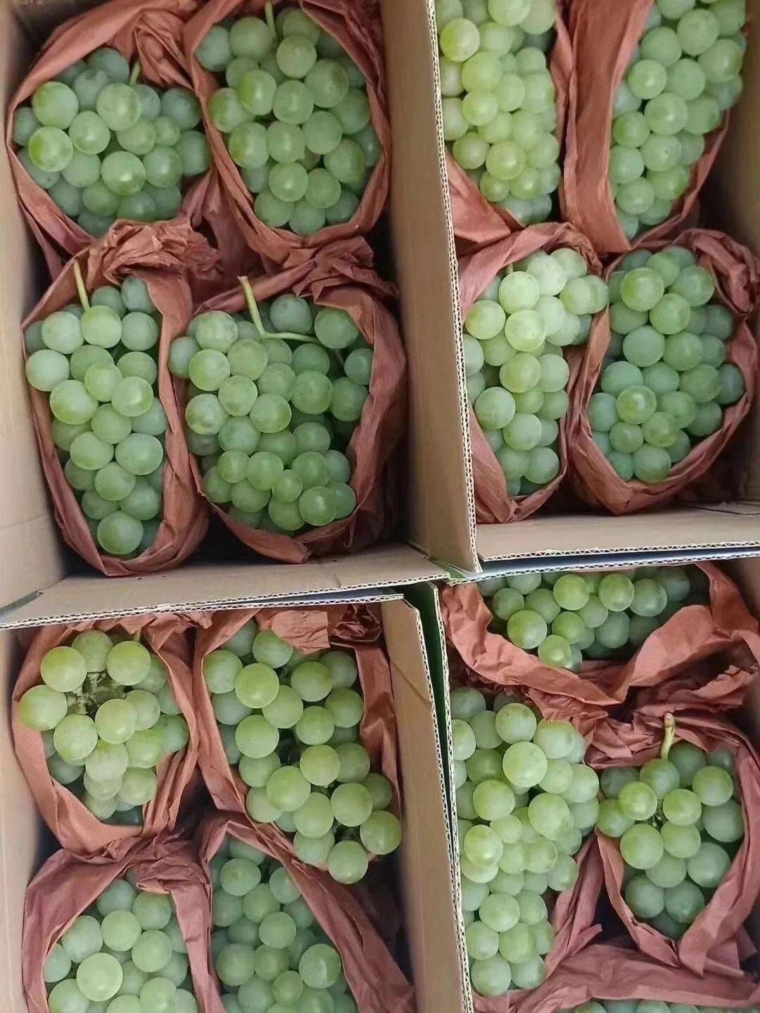 【乡村振兴】消费帮扶同行,商会助力家乡产业发展-建始关口葡萄热销中