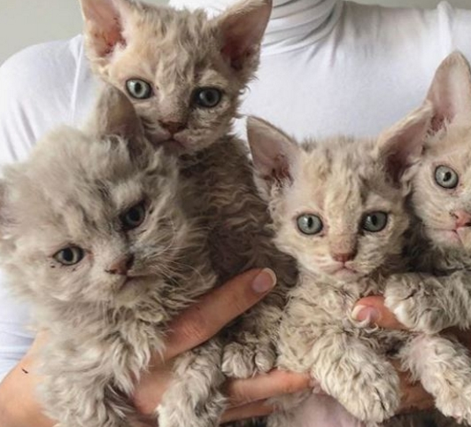 雨中捡到流浪猫，没想到却是一个“稀有品种”