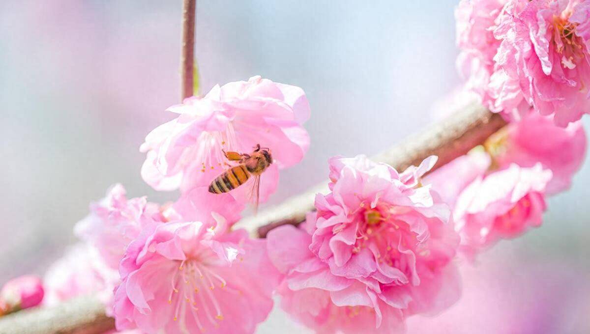 桃花运也能带来好运!这4生肖11月桃花大开,财运大增_财富_爱情_朋友
