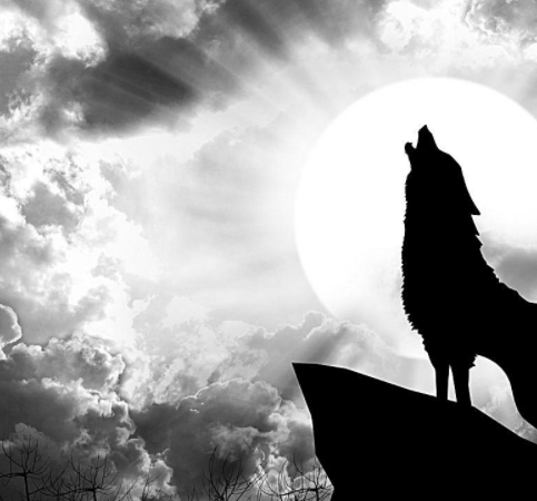 到动物之间也有属于人的情感,它们有的可能是在大自然中冷血的杀手,但