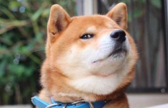美女在院子里晨练，小柴犬在偷窥 