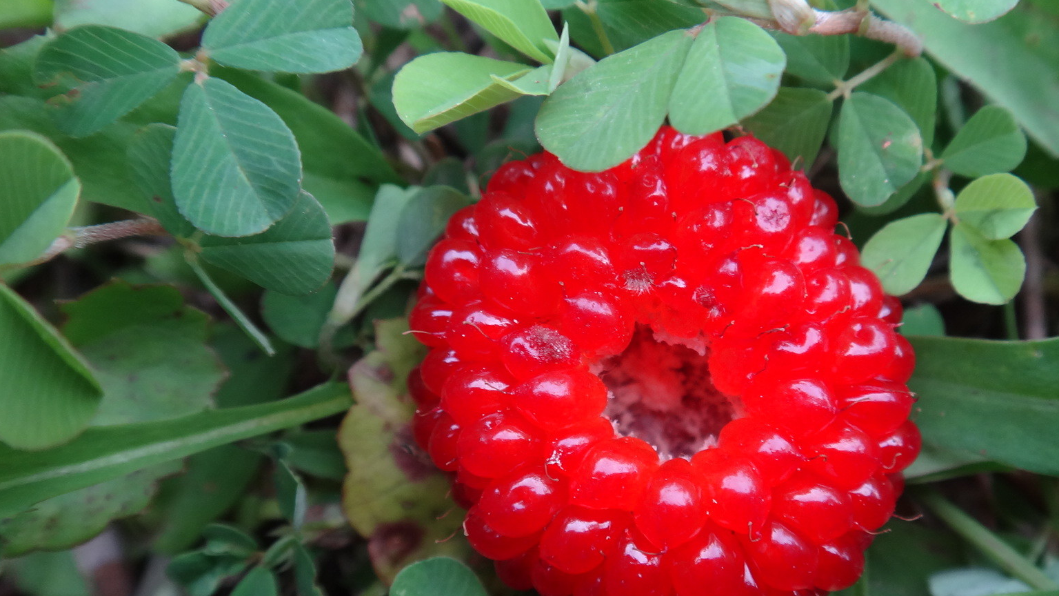 小时候不敢吃的这种像草莓的小野果,有的农民靠它发财