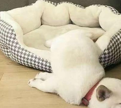 狗狗喜歡睡覺的地方，狗窩不在名單上，你認識多少人？