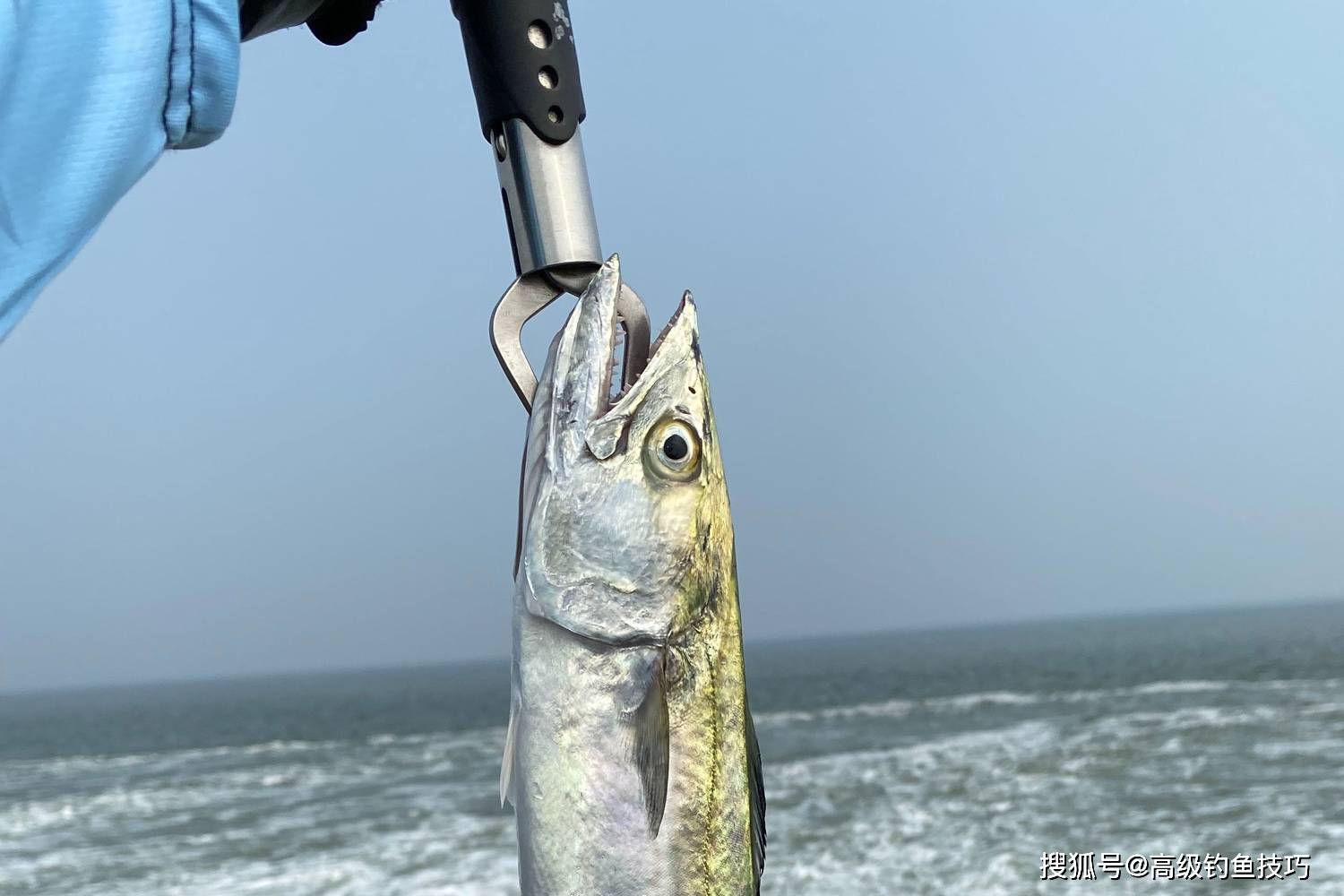 秋季钓鲅鱼的5个要领,海钓鲅鱼的黄金季节_海鱼_鱼群_近海