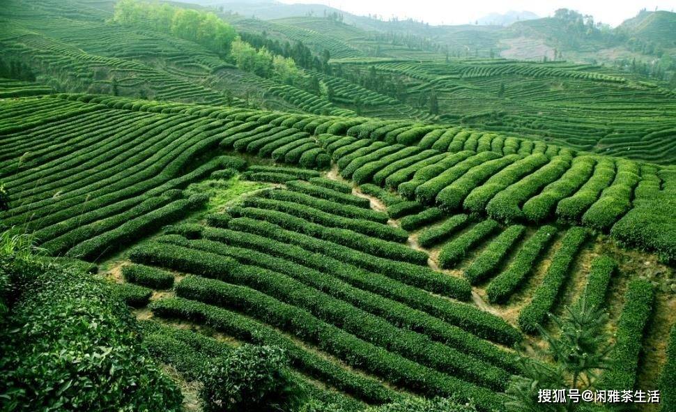 茶文化之中国四大茶区_茶山_茶树_西南