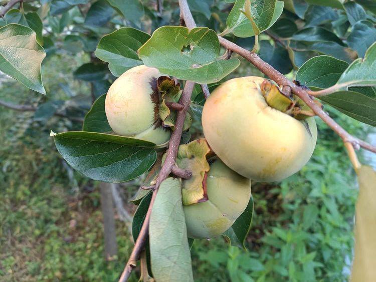 七绝 中秋(二首)朱开道(江苏)望月中秋远泗洪,思佳嘉定渡余弓.