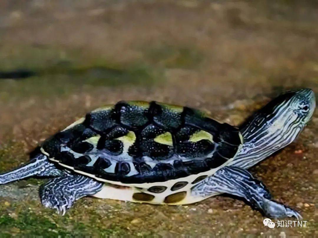 地龟:世界上最多名字的龟种,为何濒临灭绝?_生活_名称_是一种