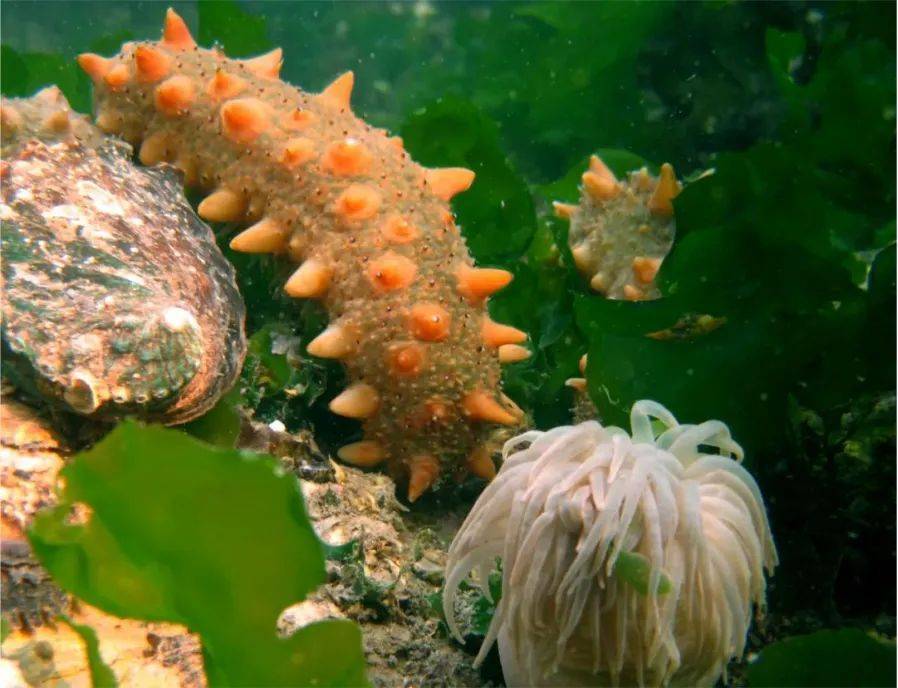 海洋宝藏酒汲取自然之魅,传承海藏文化_海参_海底