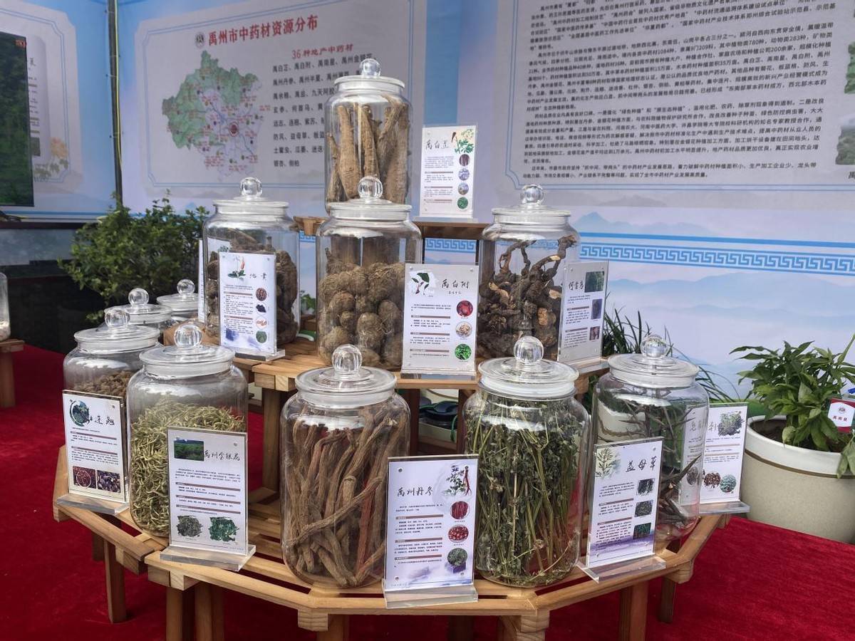 第十三届禹州中医药交易会开幕_产业_的发展_中药材