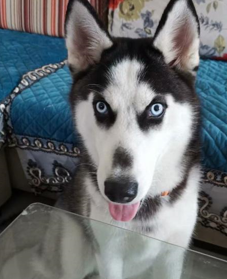 六个月的西伯利亚哈斯基,已经完全长高,变漂亮了!