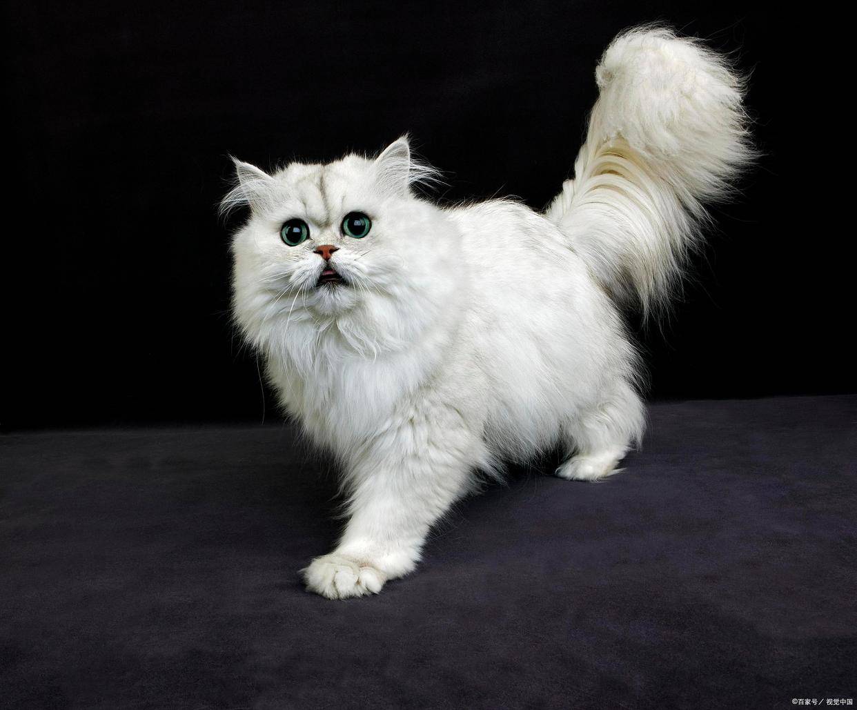 宠物猫咪"金吉拉"的"优缺点",看完你再决定养不养?_毛发_脸部_泪痕