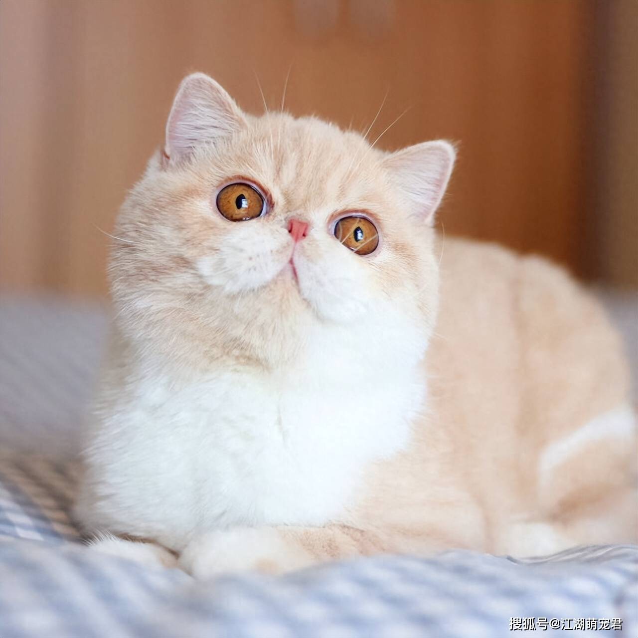 "异国短毛猫"纯不纯,主要看这7个地方,串串装不出来_加菲猫_纯种_眼睛