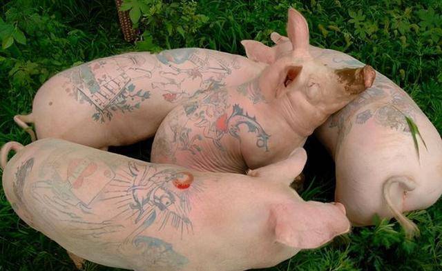 男子在活猪身上纹身,香奈儿将其买走做成限量包,售价近70万_德沃伊