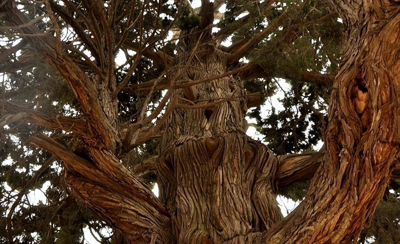 古柏千年荫后人_柏树_国树_吴家眼