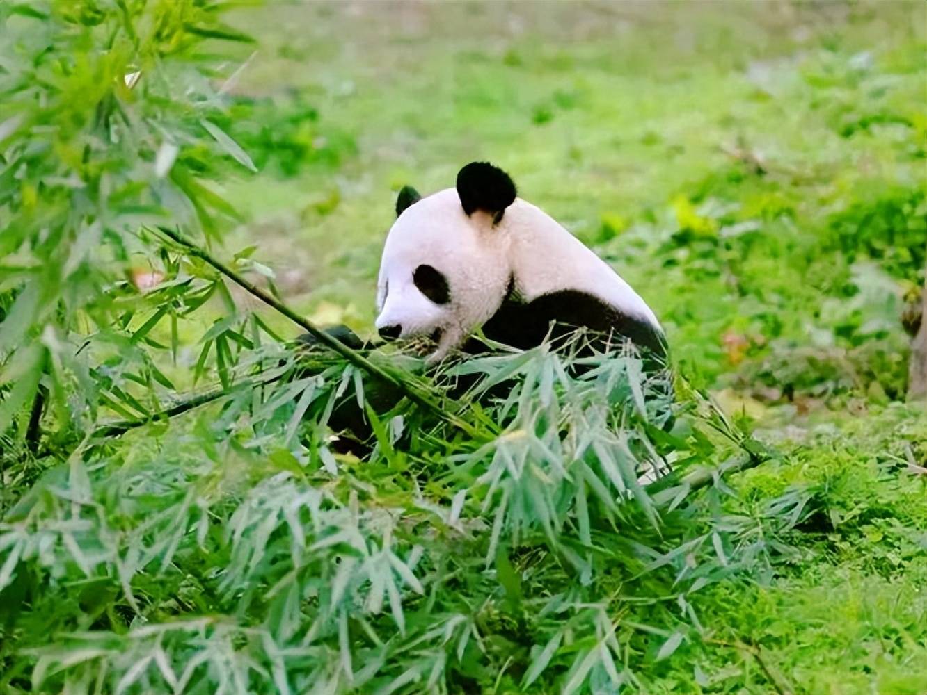 大熊猫为何稀少?有效保护方法揭密!