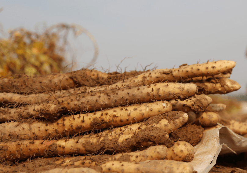 正宗温县铁棍山药认准温贤仁,产地温县国家山药标识地,铁棍山药功效与