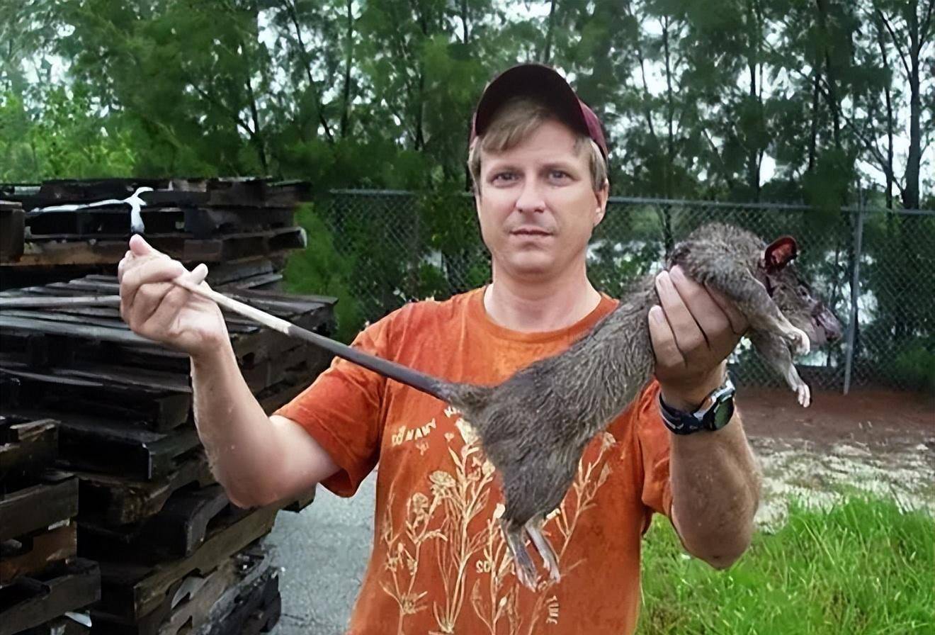 传统排雷需4000年,非洲人用一笨办法搞定_工作_人类_老鼠