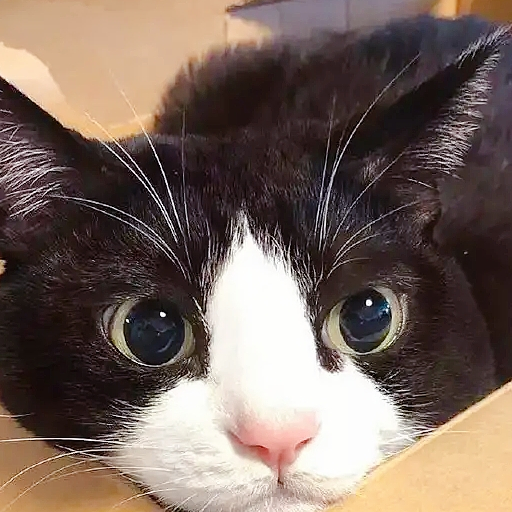 养了一只“黑猫警长”,这奶牛猫的破坏力堪比二哈! 养了一只“黑猫警长”,这奶牛猫的破坏力堪比二哈!