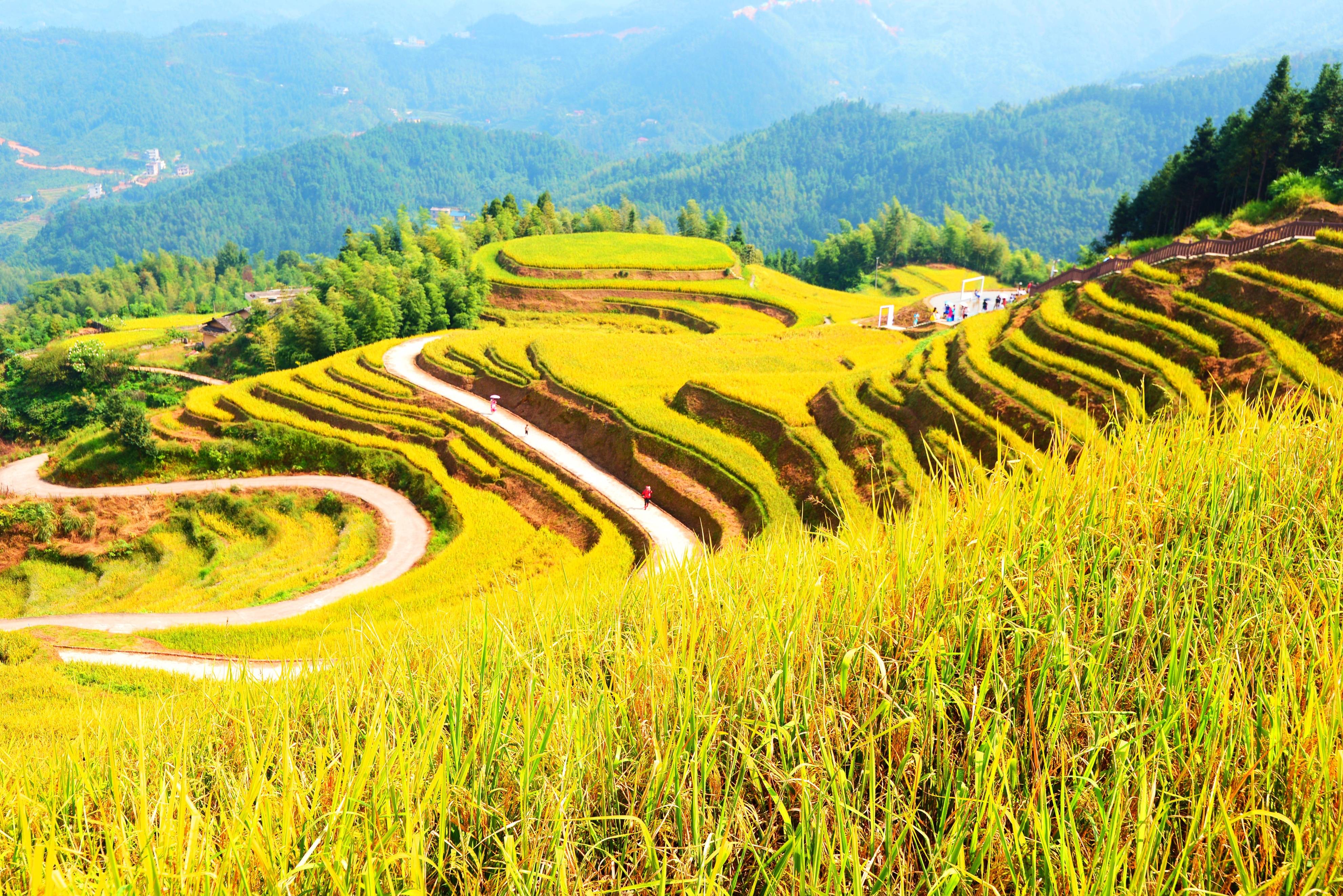 遂川桃源梯田门票图片