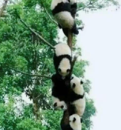 一群熊猫团子在爬树,网友:今年种下一只团子,来年长出一串熊猫 一群熊猫团子在爬树,网友:今年种下一只团子,来年长出一串熊猫