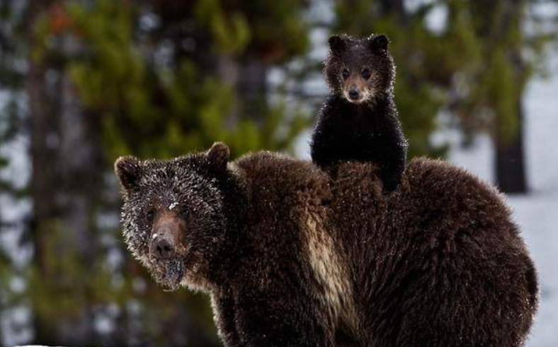 美国护熊奇人提摩西:和女友护熊13年,夜宿保护区时,双双被熊吃_灰熊