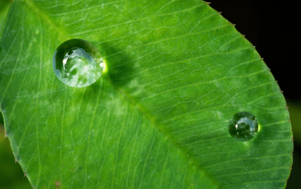 原创            寒露节气的特点和风俗