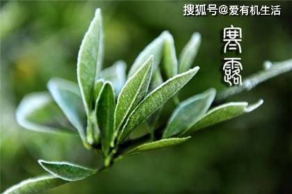 原创            寒露节气特点和风俗，寒露有什么吉祥寓意