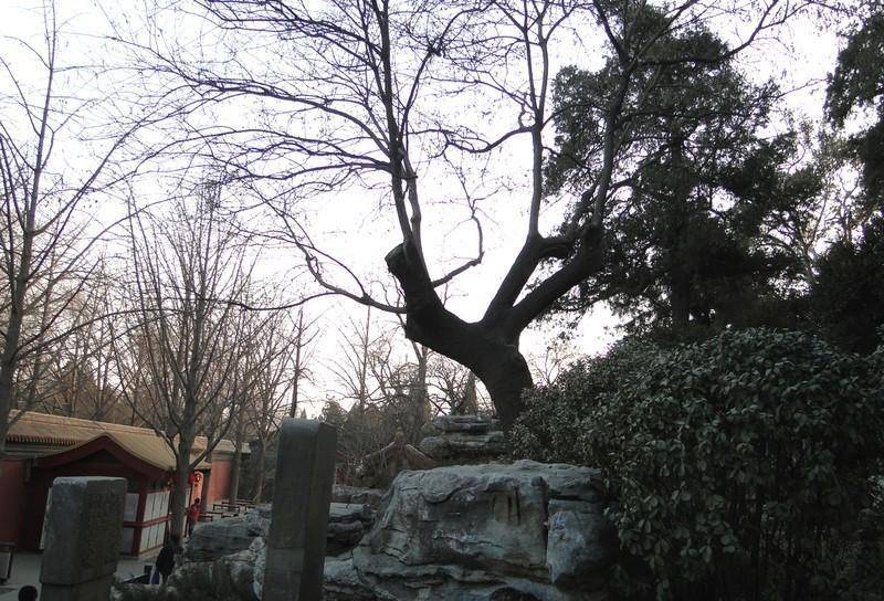 崇祯皇帝自缢处:两块寒酸石碑,一棵老歪脖子树,充满了无尽悲壮