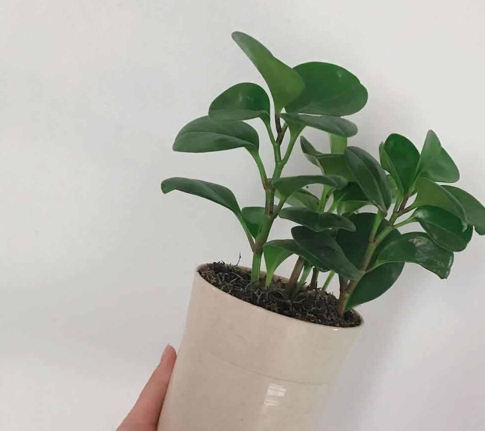 办公室的朋友你得来一盆电脑宝贝_豆瓣_草本植物_空气