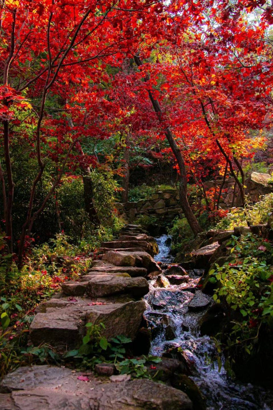 济南浪漫小镇|总要和喜欢的人看一次秋_秋色_如山_落叶