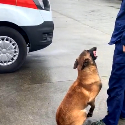 警犬体检，被吓得瑟瑟发抖，洋相百出，警犬：我也是个宝宝啊 