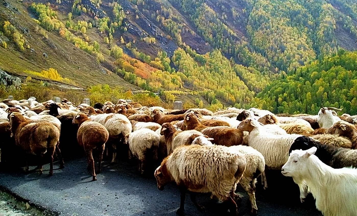 丨阿勒泰大尾羊丨千里贡有机羊肉_羊群_新疆_肥肉
